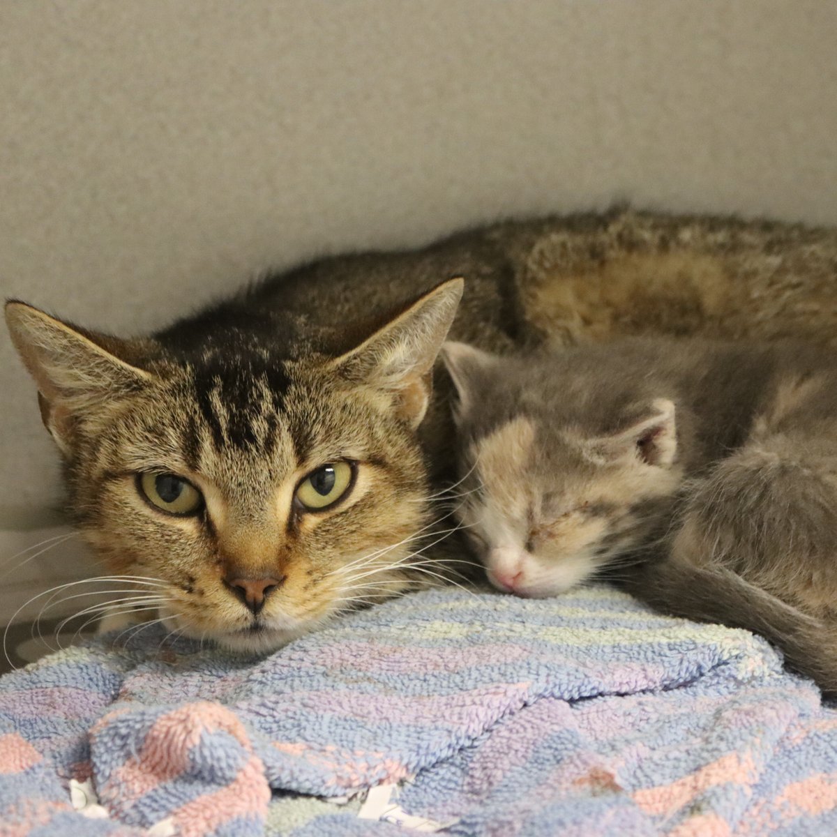 HoustonSPCA's tweet photo. Our ambulance team rescued this mama cat in distress with her three tiny kittens and now this sweet family is safe in our care 💙🐾

Her kittens are in a foster home where they can grow, heal, and feel loved together.

Sign up to foster today: https://t.co/sxDOUQZaQh 🐱✨ https://t.co/XlKG0Vp49f