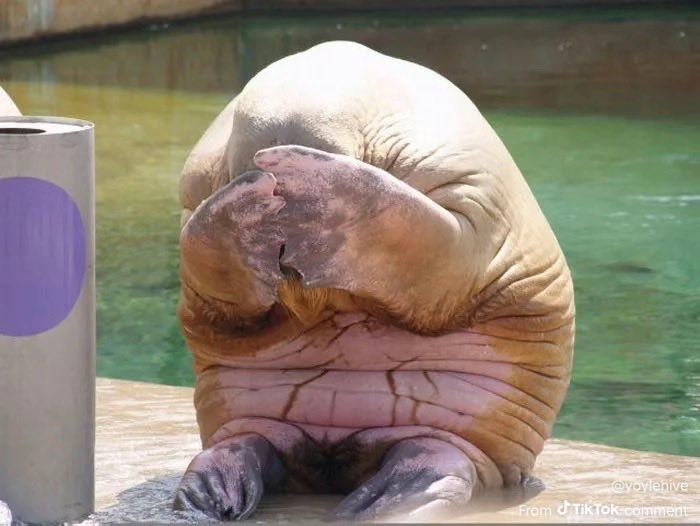 snacky boi tweet media