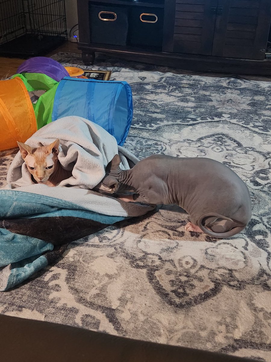 cacharno's tweet photo. A tale of two kitties https://t.co/VvXyl74bTe