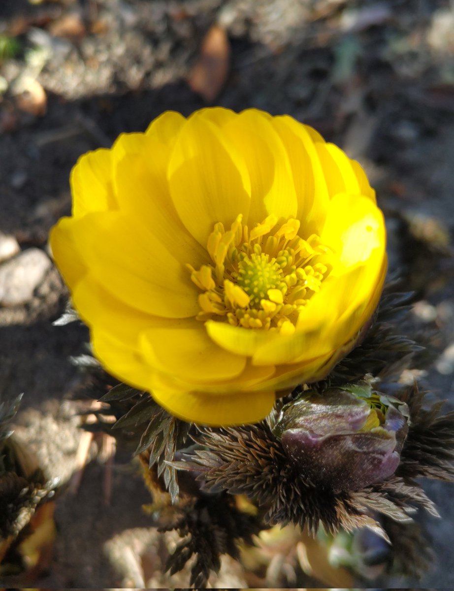 corocoore's tweet image. こんにちは ❁.*･ﾟ

 #フクジュソウ  #福寿草 

✿花言葉︎✿
   幸せを招く  永遠の幸福
   思い出  回想