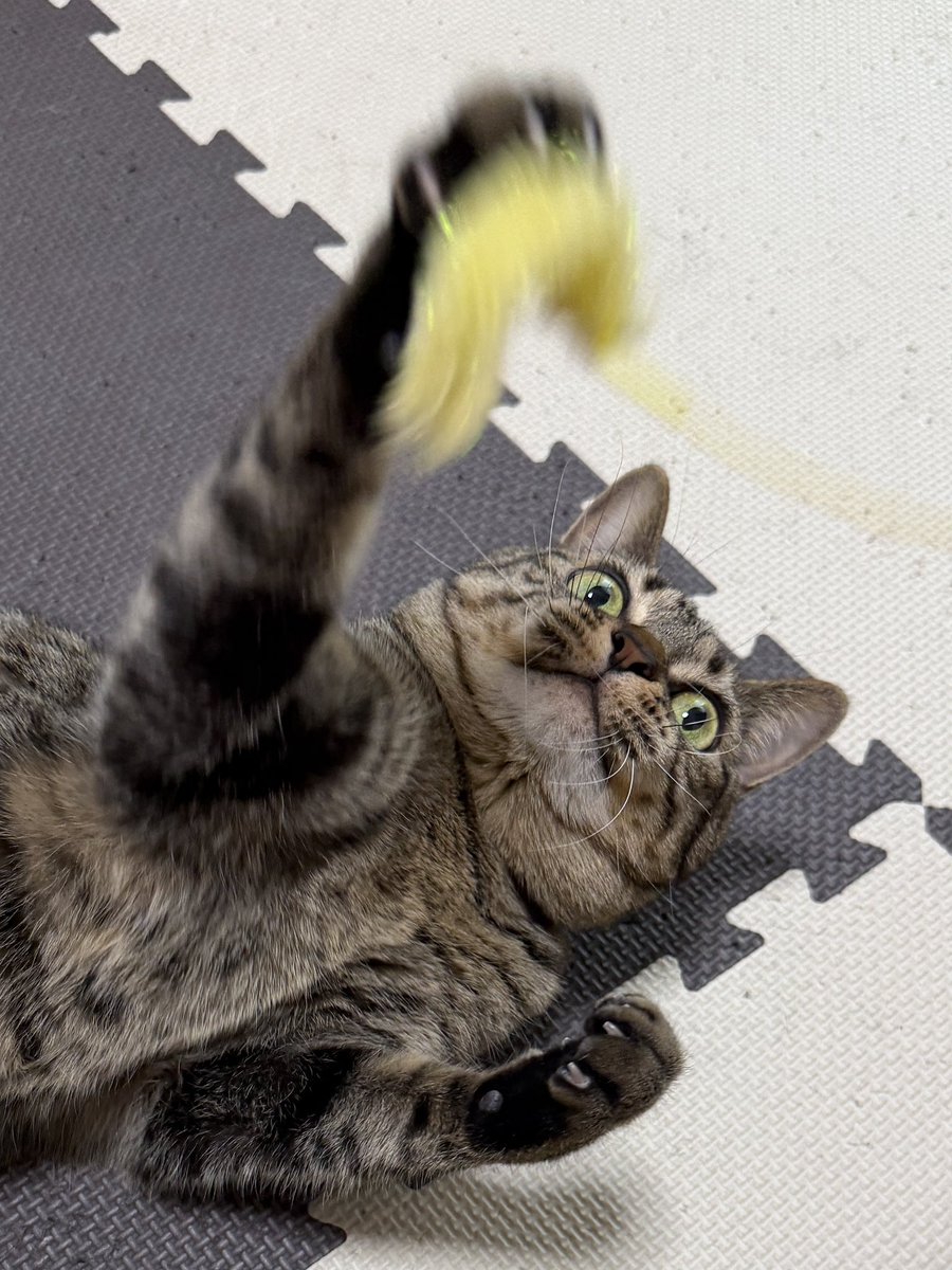 旅猫 (@tabinekocat) / Posts / X