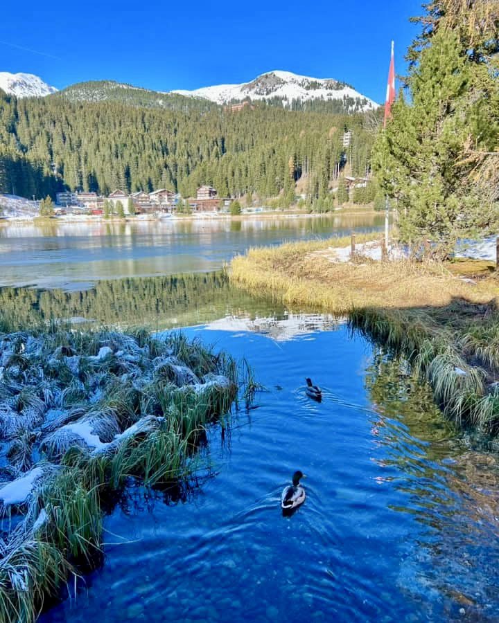 HrSchnyder's tweet photo. Arosa-Obersee-Eichhörnliweg
#wandern #hiking #arosa #oberseearosa #eichhörnliweg https://t.co/gBBGTSWSZ7