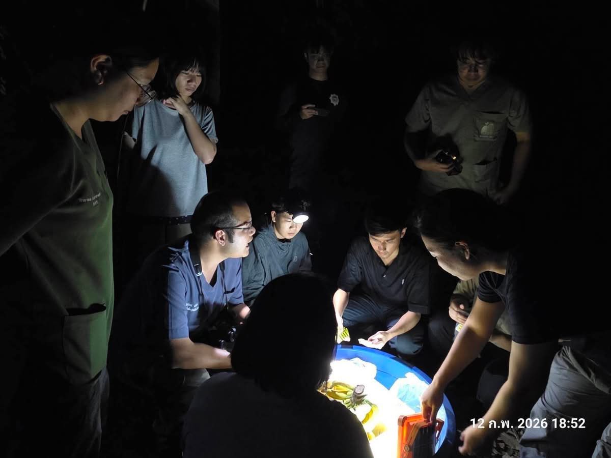 🦣🌳#ช่วยแม่ช้างบาดเจ็บ😰
จนท.อุทยานฯ​ อาสา​ฝ่ายปกครอง​ เร่งช่วยแม่ช้างป่าเขาอ่างฤาไนบาดเจ็บสาหัส ขาหน้าบวม-น้ำนมปนเลือดซึมทีมสัตวแพทย์ลงพื้นที่รักษาใกล้ชิด

​12 กุมภาพันธ์ 2569​ 
Cr:สำนักบริหารพื้นที่อนุรักษ์ที่ 2 (ศรีราชา)โดยส่วนอนุรักษ์สัตว์ป่า
#คนรักช้างป่า🐘🦣🌳
 GolfyTT☕️