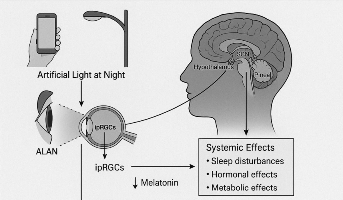 Circadian: Your Natural Rhythm tweet media