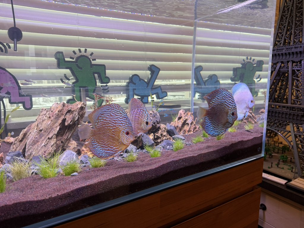 Alaska Guy tweet media