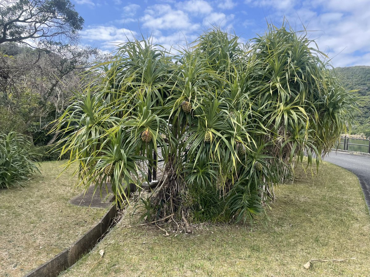 ダムカード。 鹿児島県 須野ダム。 さすが奄美大島、植生が埼玉と全然