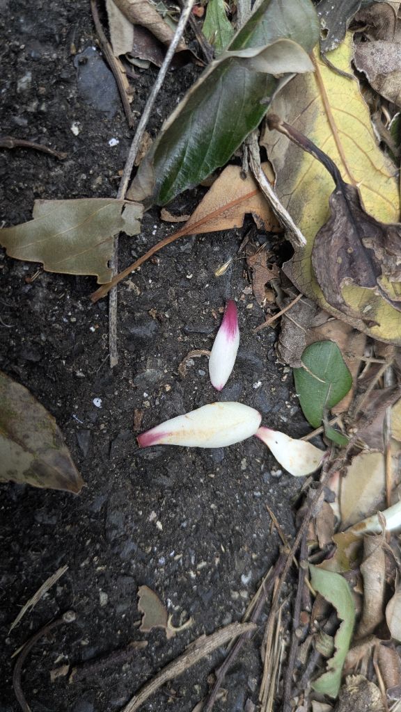 林道に鳥の羽のような大きな綿毛がたくさん見られます。よく見るとオキナワテイカカズラの種子でした。この時期、サカキカズラも同じような大きな綿毛を飛ばします。綿毛の近くにはオガタマノキの花びらも落ちていましたが、樹が高く双眼鏡が無いと花を確認することが出来ませんでした。