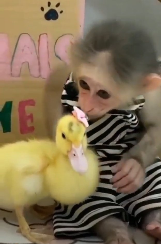 A Gabi rindo com a Ana Paula 

#BBB26