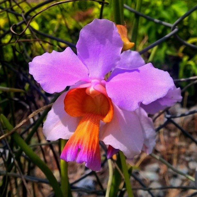 ConfidentialUn's tweet photo. Papilionanthe teres 

#orchids #plants https://t.co/L5nArMa5Rk
