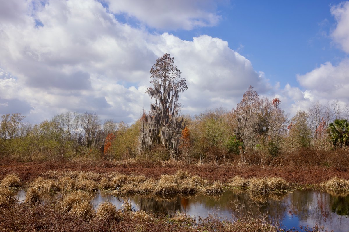 DeepGreens2's tweet photo. Walked Today...
#Florida #CircleB #Lakeland #Photography #Landscape #Wildlife #Nature https://t.co/PyE49e99jA