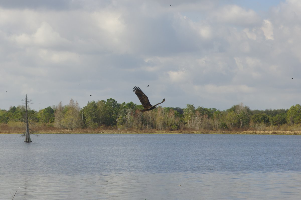 DeepGreens2's tweet photo. Walked Today...
#Florida #CircleB #Lakeland #Photography #Landscape #Wildlife #NaturePhotography https://t.co/X6oNWBlJd4