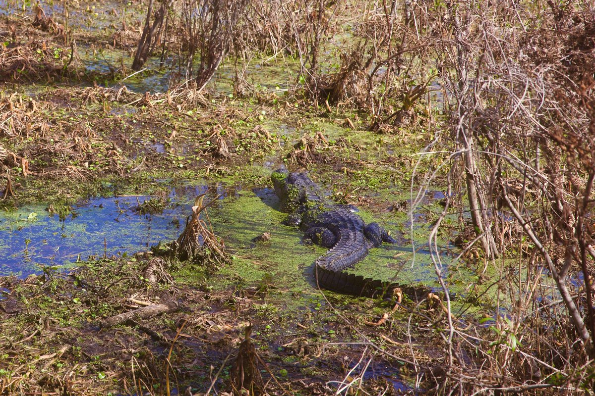 DeepGreens2's tweet photo. Walked Today...
#Florida #CircleB #Lakeland #Photography #Landscape #Wildlife #NaturePhotography https://t.co/X6oNWBlJd4