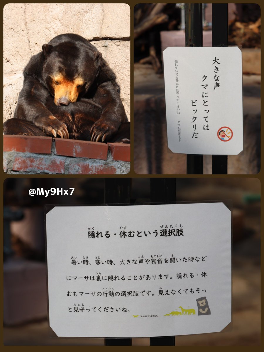 大切なこと
#天王寺動物園　#マレーグマ　#マーサ
