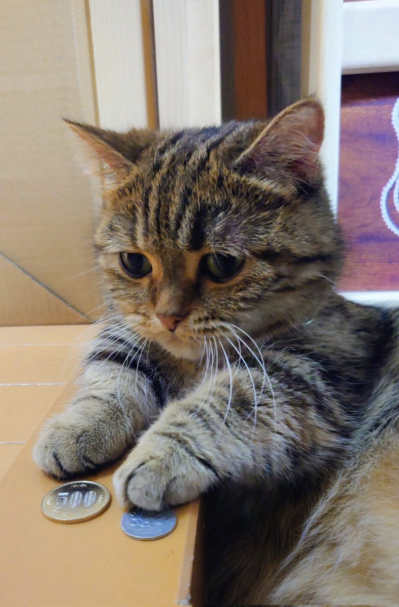 これでもマグロは買えないらちぃ！