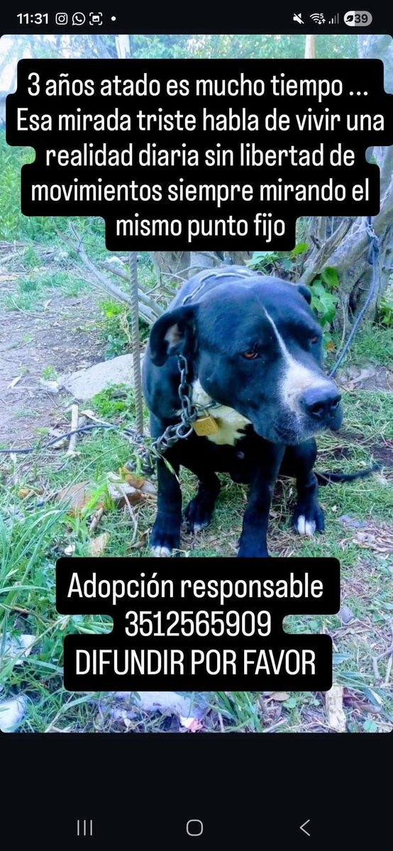 LauraCueto49418's tweet photo. URGENTE  CÓRDOBA / VILLA ALLENDE 🚨
Pitbull ENCADENADO desde hace mucho tiempo, en condiciones de maltrato.
El perro corre riesgo y temo que lo sacrifiquen si no se actúa rápido. Necesitamos tránsito o 1 hogar definitivo. Ayuda compartiendo al menos 🙏 https://t.co/J4VphkkG3r