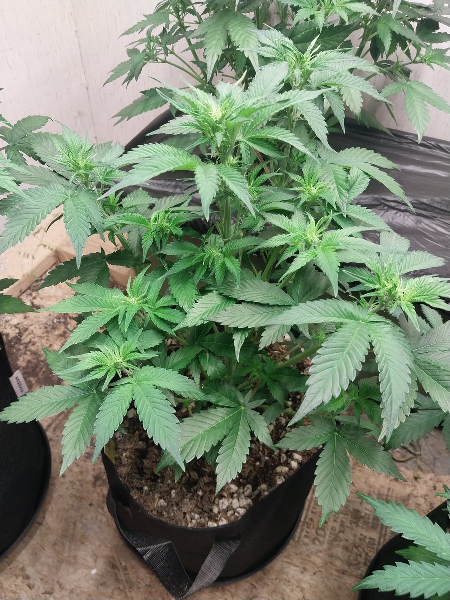 Fish Grows Weed tweet media