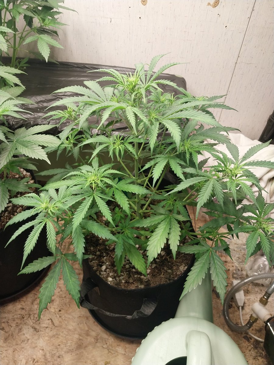 Fish Grows Weed tweet media