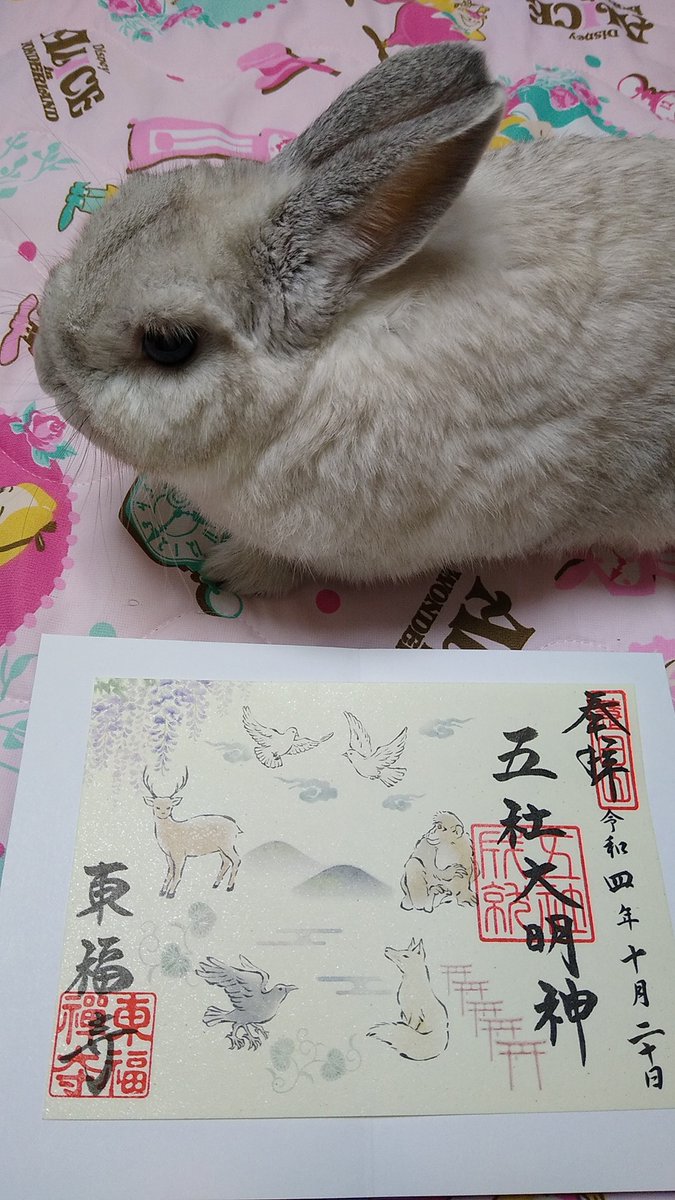 プリンセスラビット tweet media