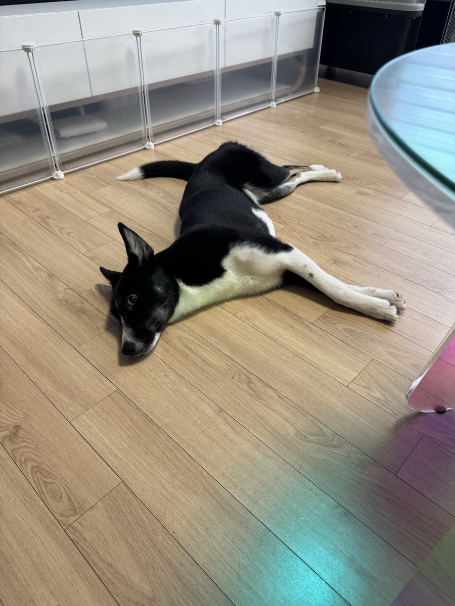 터그놀이하고 디비누운 견