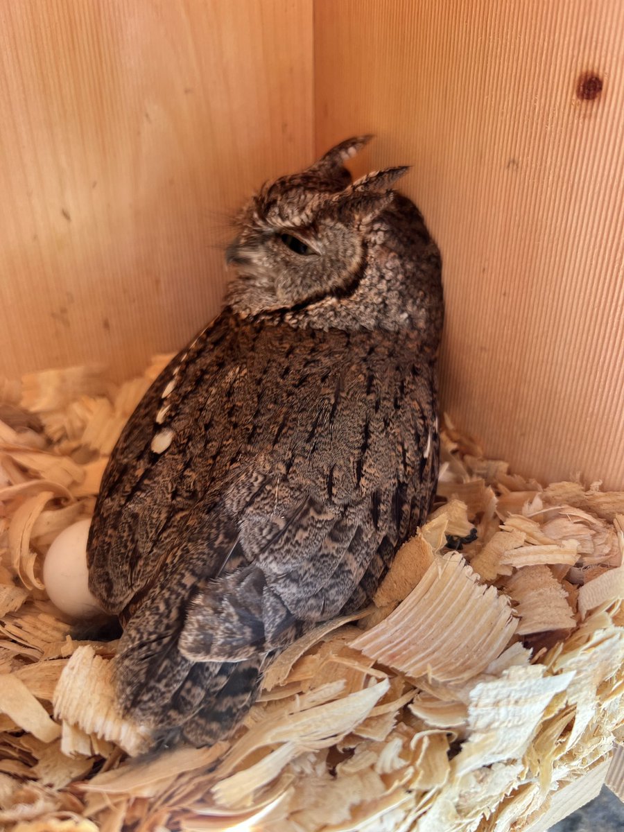 Native Bird Boxes tweet media