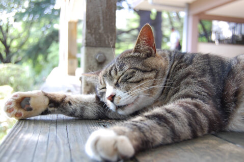 Petpedia_neko's tweet photo. 人間だけではなく、猫にも起こりうる円形脱毛症😢

耳や顔、お腹や背中など様々な部位に見られる猫の抜け毛や円形脱毛症は、どのような原因で起こるのでしょうか🤔

今回は猫の脱毛症の原因から考えられる病気、対処法・予防法まで徹底的に解説します。   

 https://t.co/Jd72CjZekI https://t.co/9pKSBBlOka