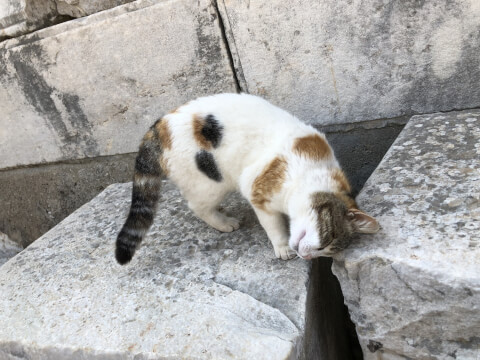 Petpedia_neko's tweet photo. 人間だけではなく、猫にも起こりうる円形脱毛症😢

耳や顔、お腹や背中など様々な部位に見られる猫の抜け毛や円形脱毛症は、どのような原因で起こるのでしょうか🤔

今回は猫の脱毛症の原因から考えられる病気、対処法・予防法まで徹底的に解説します。   

 https://t.co/Jd72CjZekI https://t.co/9pKSBBlOka
