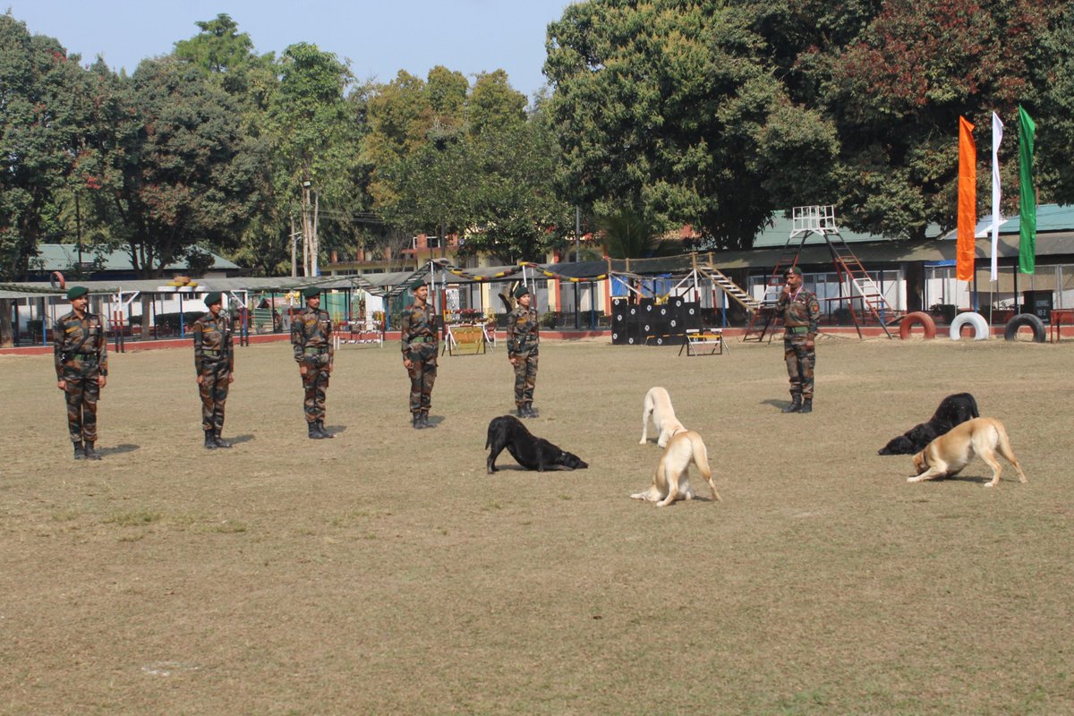 official_dgar's tweet photo. ASSAM RIFLES SHOWCASES ELITE K9 CAPABILITIES TO PIB OFFICIALS AT JORHAT, ASSAM
#AssamRifles showcased the exceptional prowess of its canine warriors as a high-level delegation from the Press Information Bureau visited the Assam Rifles Dog Training Centre, Jorhat. The officials witnessed live demonstrations highlighting explosive detection, tracking and agility skills, reflecting the precision, discipline and seamless coordination between K9s and their handlers. Briefings on the scientific selection and training process underscored the Centre’s commitment to operational excellence. The visit reinforced the vital role of Assam Rifles canine units as a force multiplier in counter-insurgency, border management and internal security operations.

#K9Warriors #CanineUnit #ARDTC #Jorhat #Assam #PIB #PressInformationBureau #DogTrainingCentre #ForceMultiplier #CounterInsurgency #BorderManagement #InternalSecurity #OperationalExcellence #ServiceAndSecurity #NationFirst 

@HMOIndia @adgpi @PIBHomeAffairs @ani_digital @PTI_News @NELiveTV