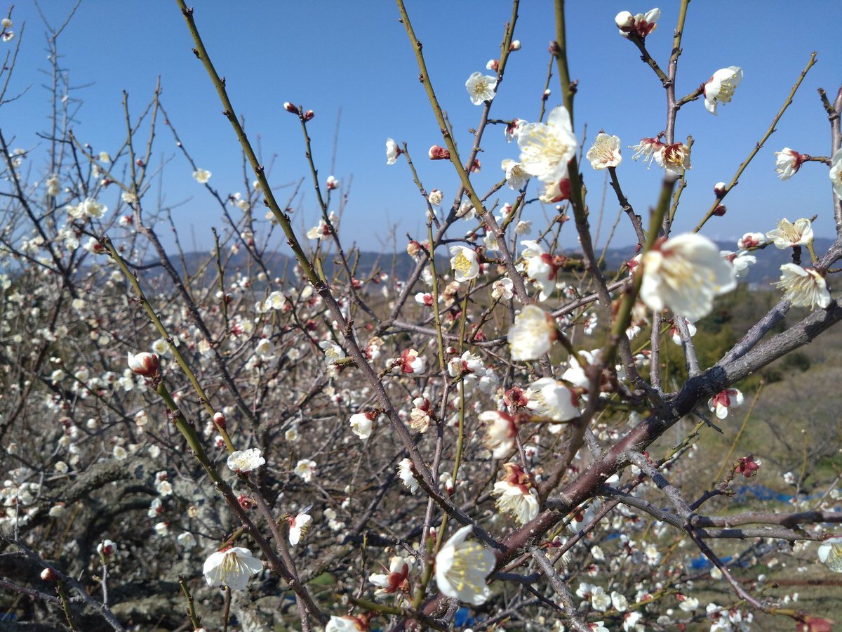 ふな!! tweet media