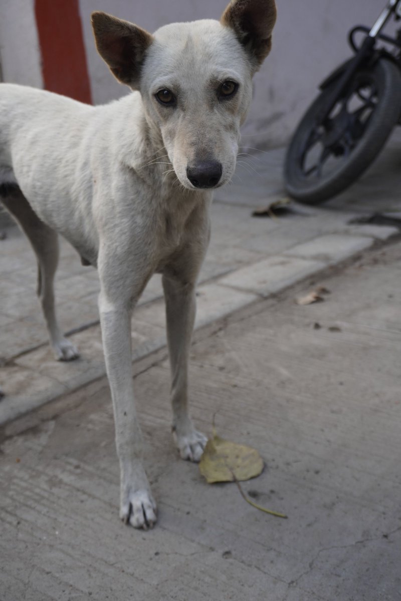 Dear Millords, Media, Government and haters 
When you adopt a street dog it became Aloka the peace dog  and when you carry hatred in your heart against them, they became problem..!! The acceptance is the only solution..!! 
#SaveIndianDogs
#animals #DogLovers #AnimalCruelty