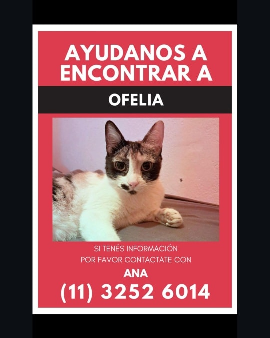 #Perdiamigato 📣📣📣
RT RT RT
GATITA PERDIDA EN SAN TELMO!
Se perdio en Chacabuco y Estados Unidos (San Telmo) la vieron en esas cuadras pero no la retuvieron y sigue perdida.
#gatitosperdidos