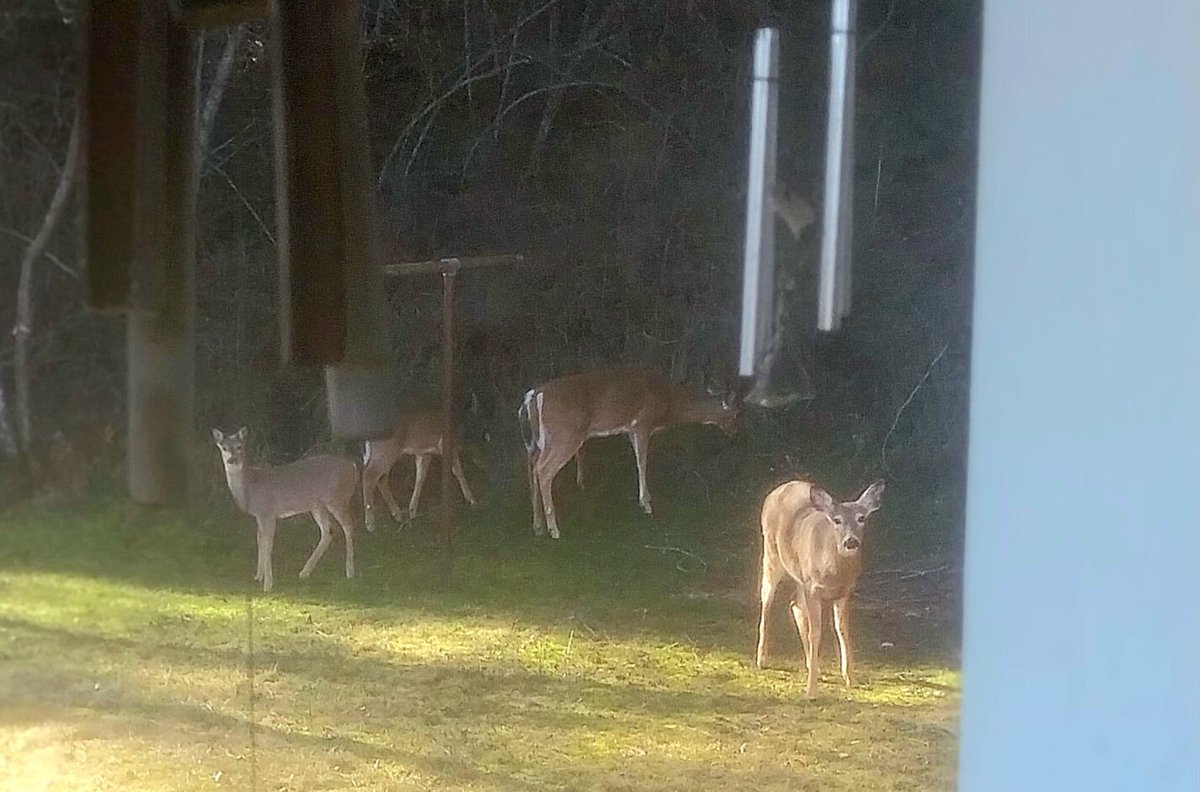 Some does and last year's twins visited yesterday, we should have at least a foot of snow this time of year