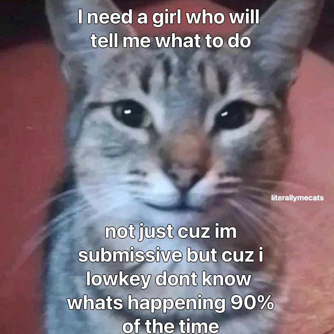 LiterallyMeCats (@literallymecats) on Twitter photo 