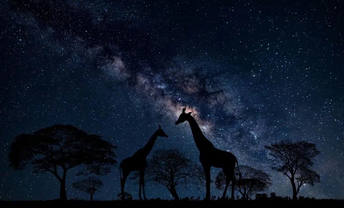 stormgiraffes's tweet photo. Yo @elonmusk genuine question:

Giraffes already have the longest necks for stargazing, perfect for Mars spotting. So why not make the giraffe the mascot of Space X? https://t.co/EJyGEwwx4P