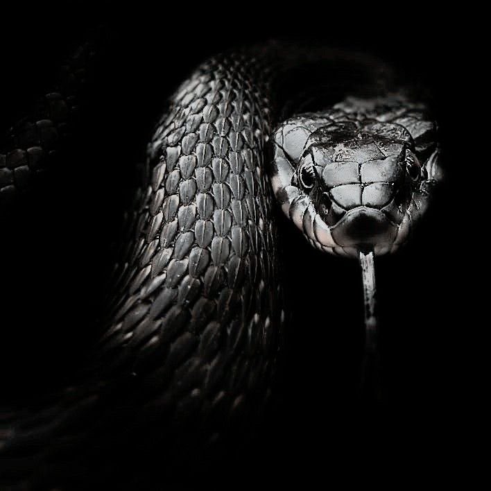 Ele é um basilisco que foi amaldiçoado e encontra a mulher que pode acabar com a maldição…

— Claro que é real, sua ignorante. Acha mesmo que sua mente ridícula teria capacidade de inventar uma língua ancestral e uma conversa mental com um Basilisk ?