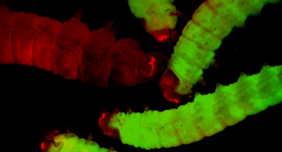 ISAAA Inc. tweet media