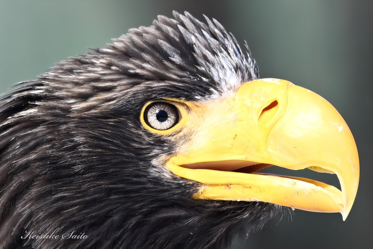 猛禽類医学研究所　齊藤慶輔 tweet media