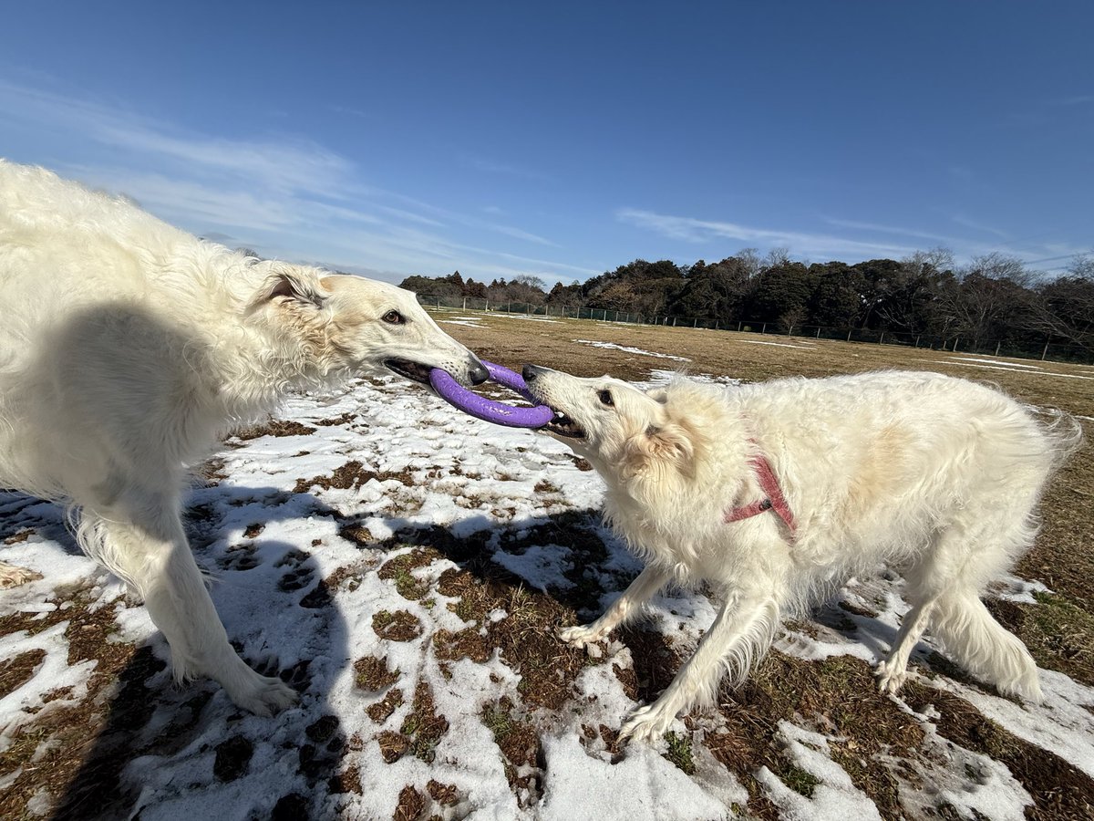 サクサラ (@sakurabolu) on Twitter photo 