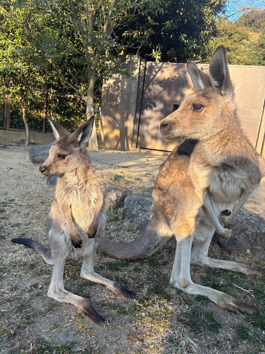 kanazawazoo317's tweet photo. 左:ガジュマル、右:カエデ母さん 親子です
横顔似ていませんか?
#オオカンガルー #Easterngraykangaroo #金沢動物園 #横浜です https://t.co/3ler6tfJ2T