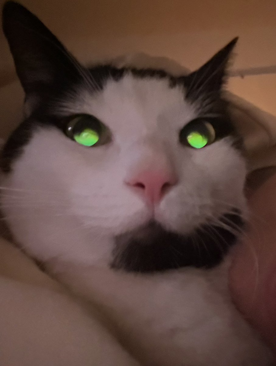 okie so i may hav eat the orb