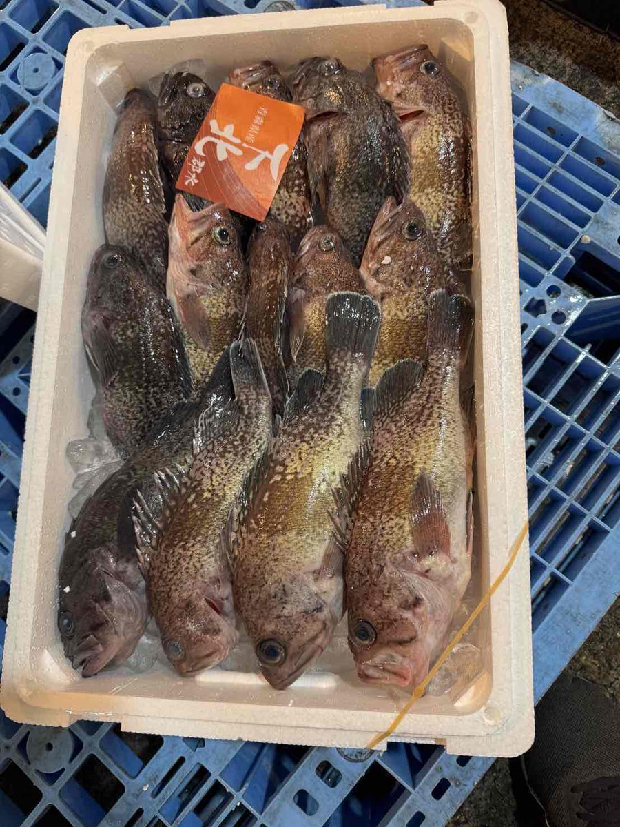 yaohan_imaichi's tweet photo. 今回も水産部バイヤーが水戸市場で仕入れた商品が沢山入荷してきました✨️お客様からヤオハンの魚は美味しいとお褒めの言葉をよくいただくのですが、ご覧のようにヤオハンでは新鮮なお魚を市場で仕入れ店へ直送しています。お魚好きなお客様は是非一度ヤオハン今市へお越しくださいませ😊
＃水戸市場 https://t.co/eMM7OjVjMC