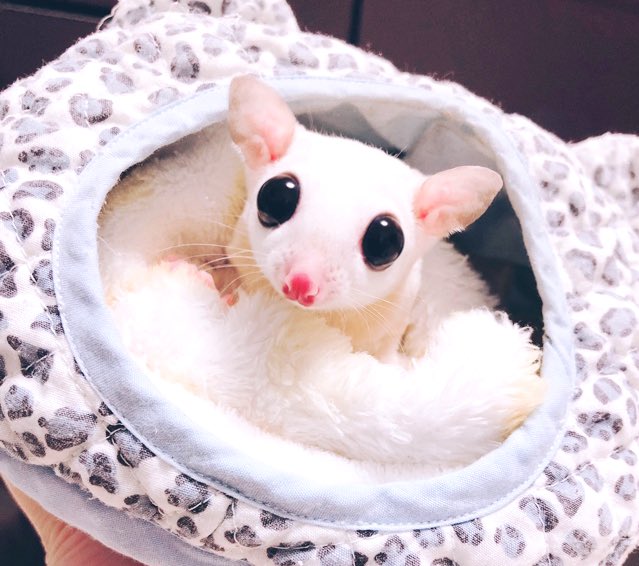 calicoxxy's tweet photo. Valentine Day前日　入荷致しました。
大好きなフクモモさんにCalico‘s Herbalで愛を伝えてみませんか？

#フクロモモンガ
#ペットフード
#無添加 https://t.co/BQ8afZV5np
