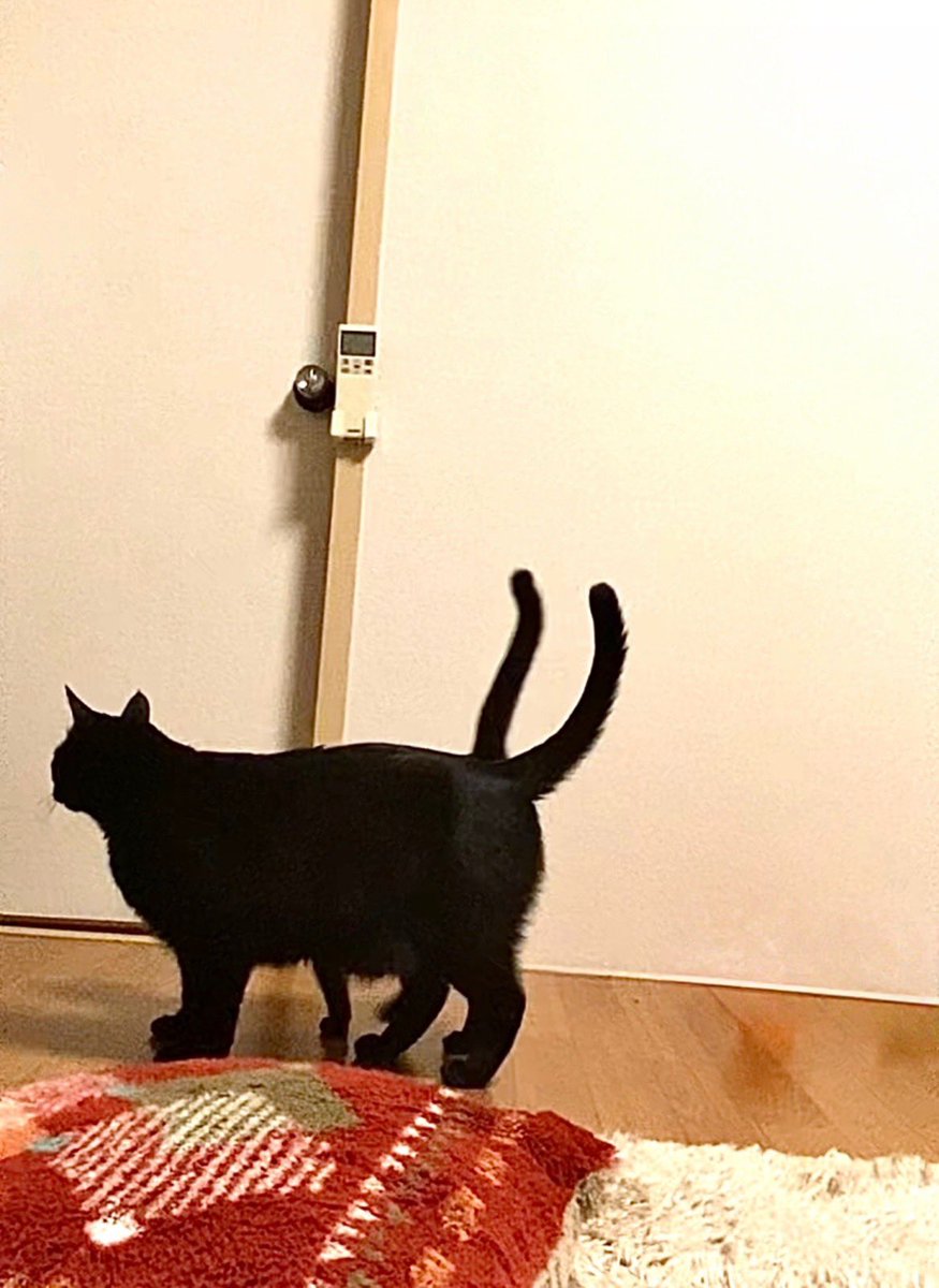 黒猫が正午をお知らせ致します