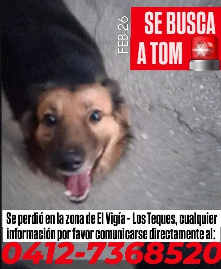 Se busca a Tom, Los Teques