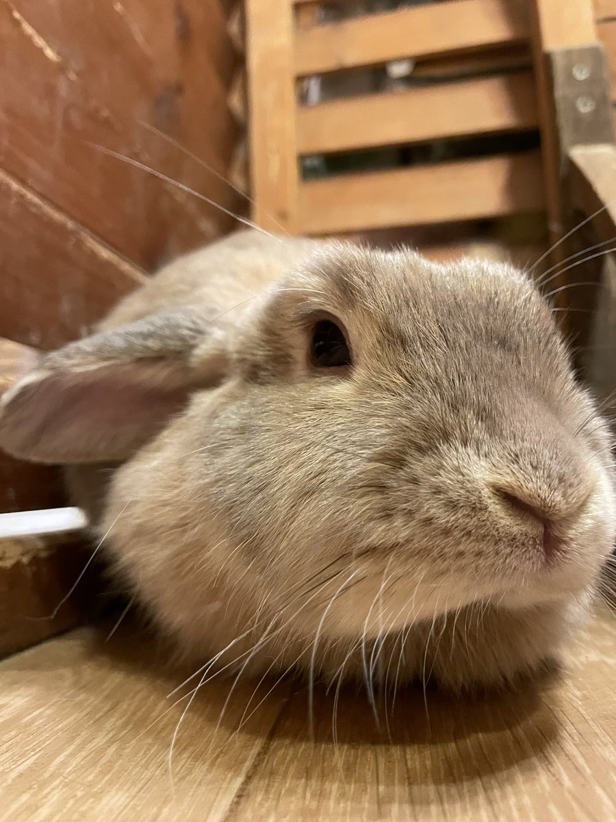 本日12時～オープンいたしました🐰🥕

後ろ姿も、正面から見ても可愛いきなこちゃん^_^
愛らしいお顔に反して、お昼寝ポーズは大胆なところも魅力的ですᙏ̤̫❤︎
本日も皆様のご来店お待ちしております。

長谷川

moff-rell.com/ja/
 #うさぎ #うさぎカフェ #秋葉原