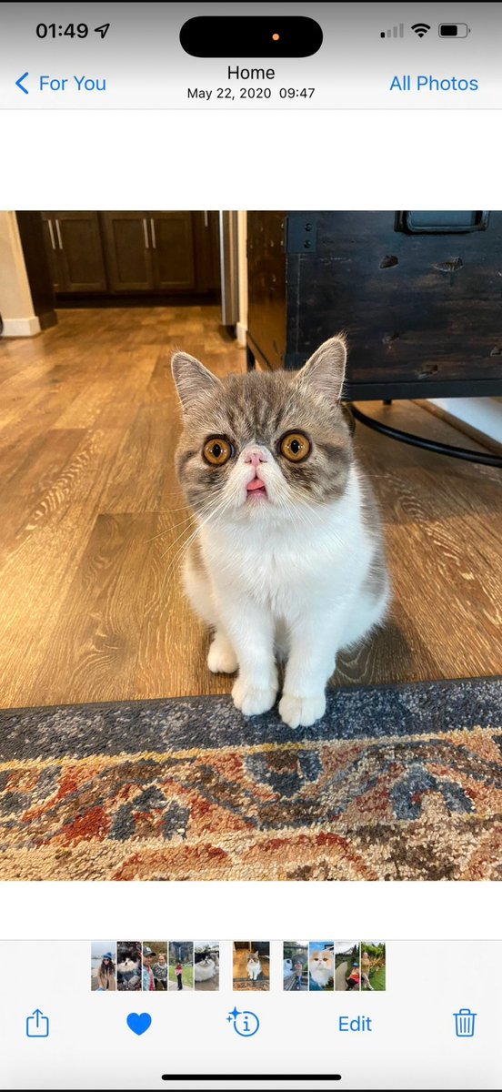 Amelia2010N's tweet photo. Lavis and Nila kitty 🐱 #cat #cats #persiancat #gatos https://t.co/0cdY6N1Y7C