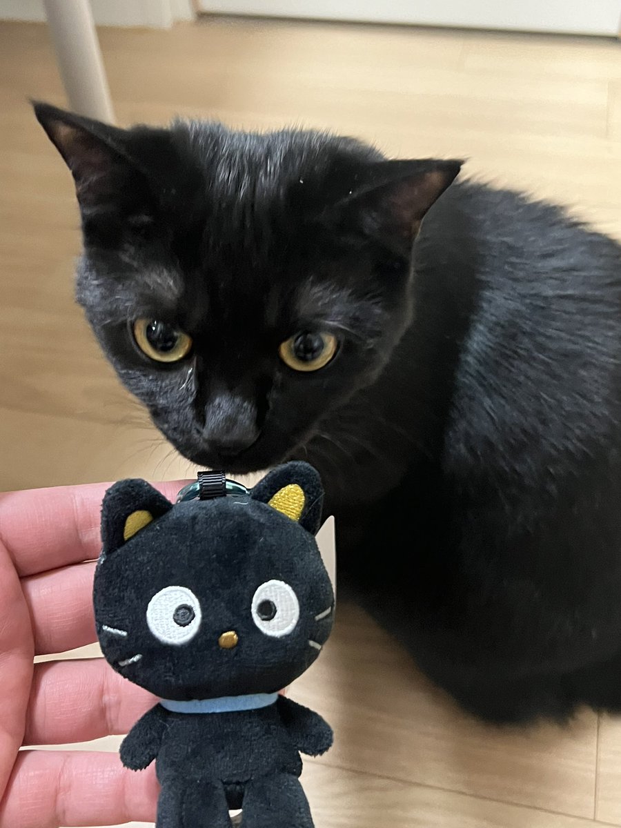 태섭이와 초코캣. 똑닮았네~