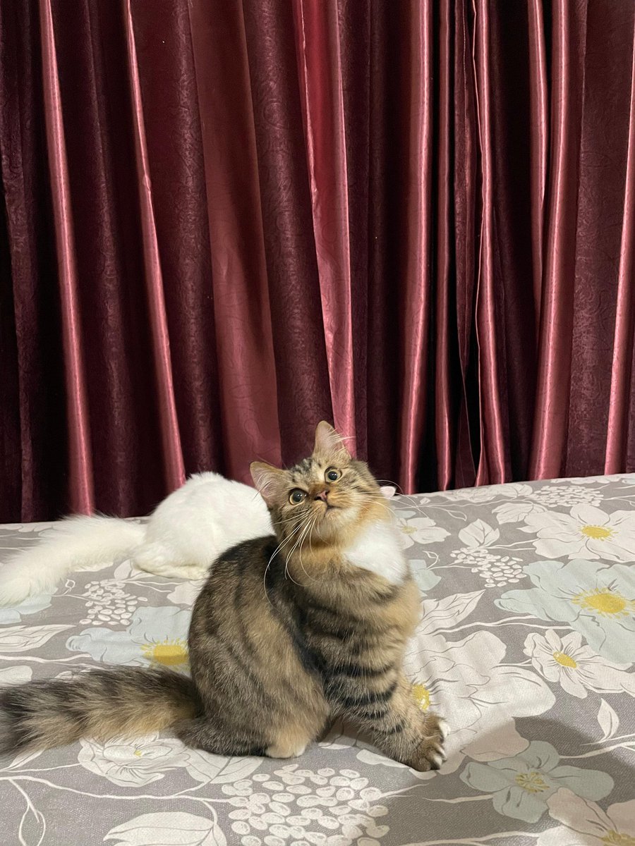 サクラ🌸 tweet media