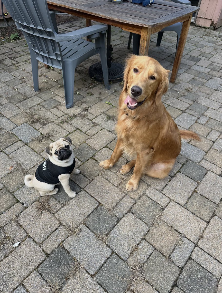 TheRealBarkingPuppy tweet media