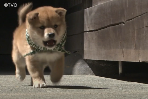 豆助 -Mamesuke- 公式 (@mamesuke_tvo) / Posts / X