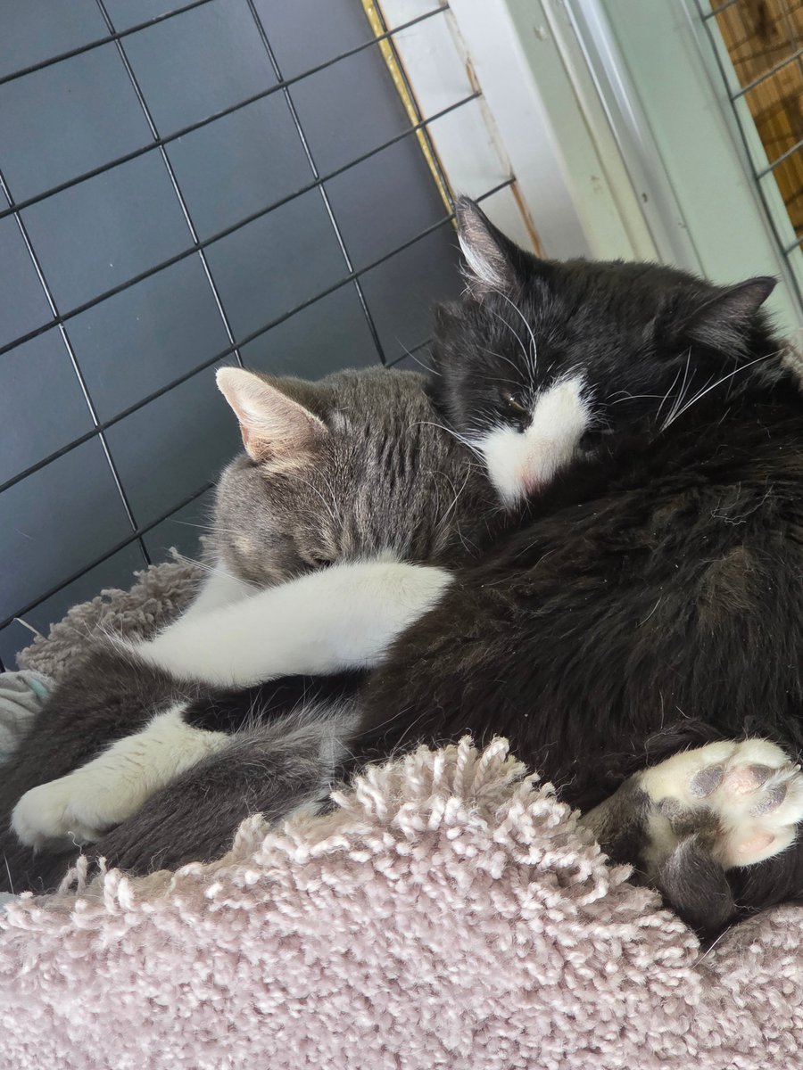 RappCatsAdopt's tweet image. Happy #ValentinesDay from our favorite kitty couple!
Micah and Miara are spending the morning snuggled up so happily and comfy!
Who's your valentine today?
#Hugs #Love #Caturday